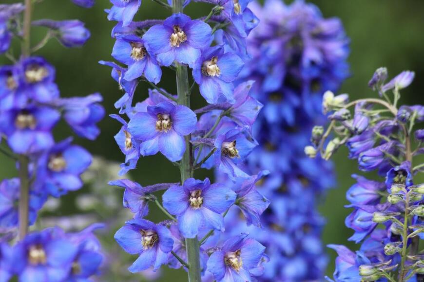 デルフィニウムの花が咲いている。色は紫がかった青。