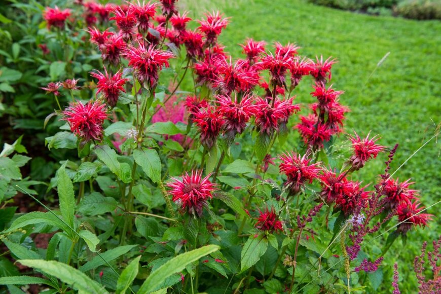 赤いモナルダの花が咲いている