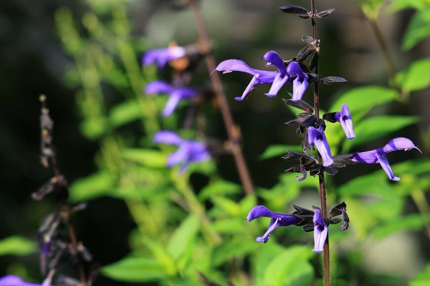 濃いブルーの花を咲かせている、サルビア・ガラニチカ