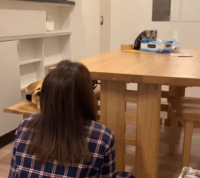 だるまさんがころんだの子猫