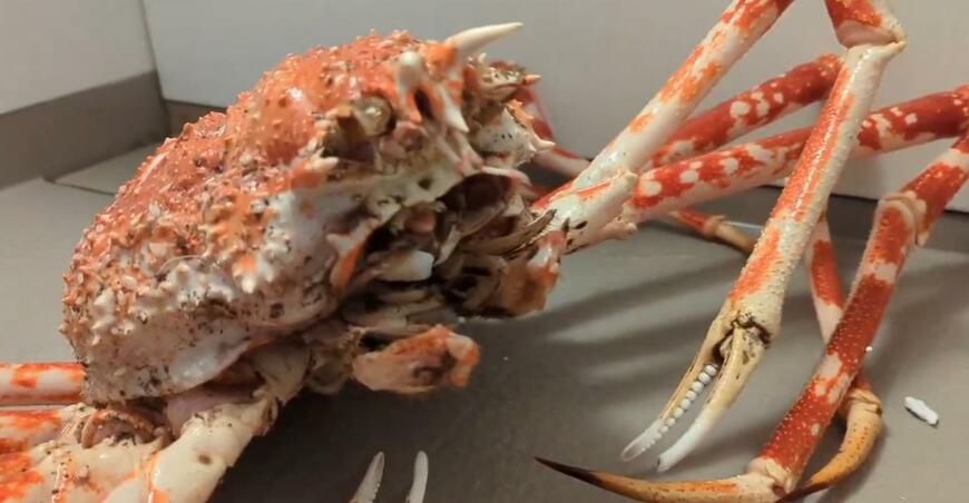風呂場で撮影されたタカアシガニ