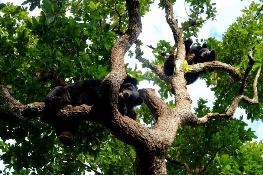 木の上にいる2頭のツキノワグマ