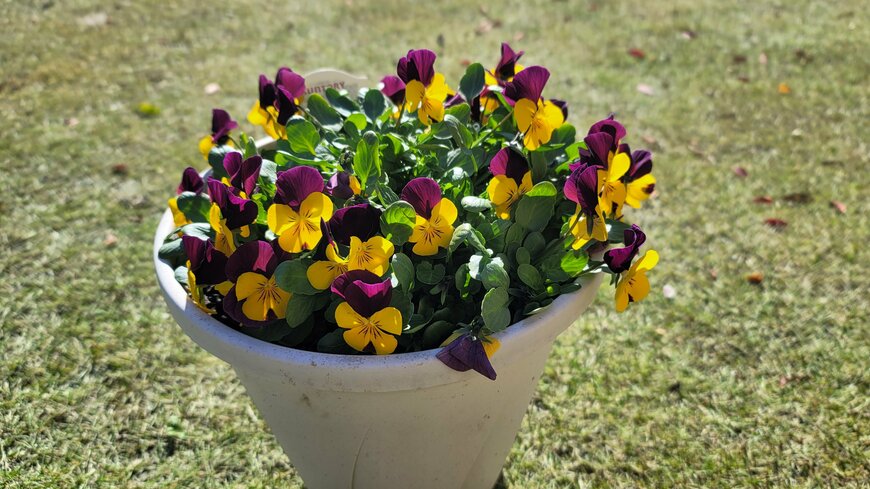 10月に植え付け、12月にはモリモリに咲くフィオリーナの著者撮影写真