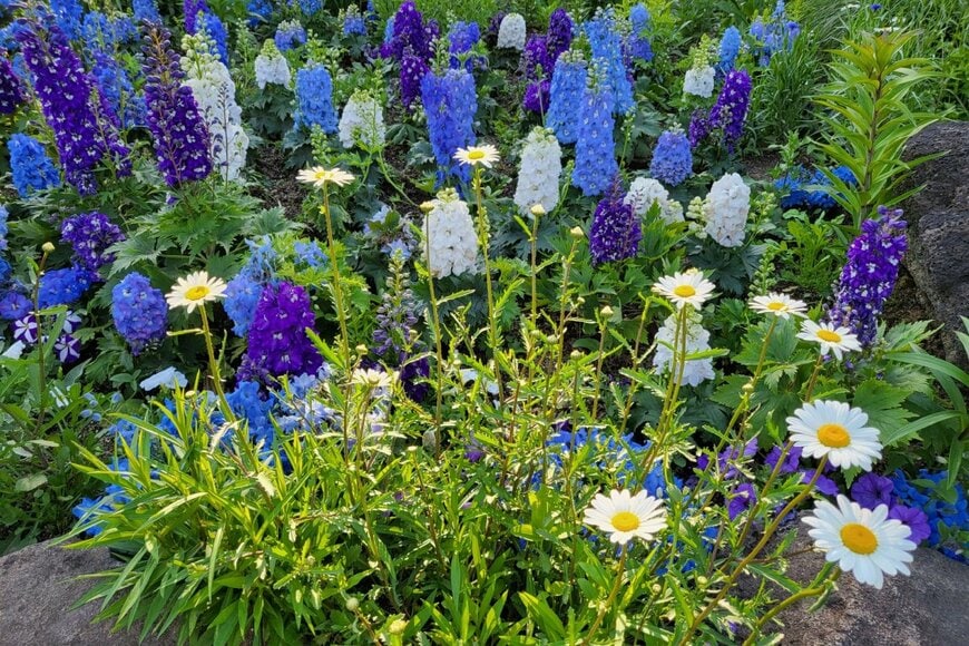 青や紫、白、黄色の花々