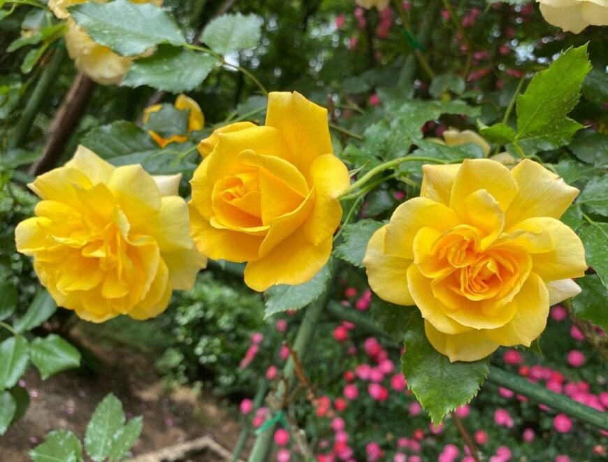 黄色い花を咲かせている、サハラ'98