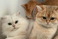 母猫が子猫たちの「撮影現場」に乱入　かわいすぎる「まさかの行動」に思わず二度見