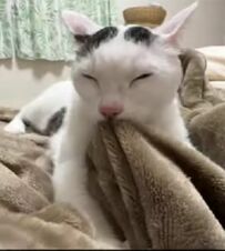  「いつまでも子猫みたいでかわいい！」うっとりふみふみする猫ちゃんがかわいい過ぎるとSNSで話題