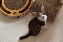 【病を抱えた保護子猫】飼い主に何かを訴えかける…　幸せな日常に思わずほっこり