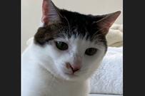 可愛い「情けな顔」　子猫時代から変わらない表情にホッコリ