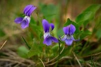 【ガーデニング】冬ガーデンに漂う香りを楽しもう。香りのよい植物おすすめ7選