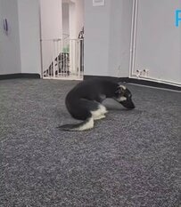 「望みを捨てなかった」雪に置き去りにされた四肢障害の子犬→手術を経て見せた渾身の一歩