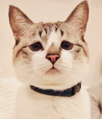 「首輪のアリ・ナシ」で見た目が変わる元保護猫さんが話題。ほほえましいビフォアフに7万いいね