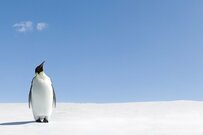 おひとりさまの60歳代、貯蓄はいくらあると大丈夫なのか。物価はあがるのに年金は下がる日本