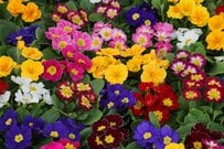 初心者にオススメ【プリムラの育て方】豊富な品種！色あざやかな寄せ植えに