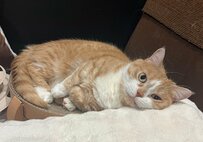 「悪そう」天使のような愛猫の豹変ぶりに飼い主もツッコミ　迫力満点の表情に笑ってしまう