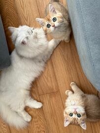 子猫ちゃんがウトウトしながらやっていたことが可愛すぎた！あまりの破壊力に再生回数4万超え