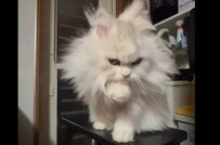 【1万いいね】自らモップになる猫さん、ラストの表情にほっこり