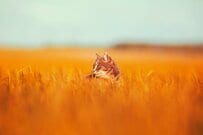 大卒の会社員「退職金で老後は安心」とは言えない理由