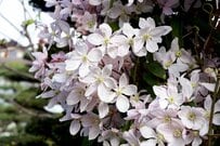 【ガーデニング】窓辺やフェンスを彩る「麗しきクレマチス」オススメ品種7選！