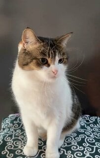 【猫あるある？！】おやつ中の猫ちゃんに注目！あなたは共感できる？