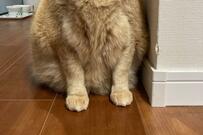 「時間、過ぎてますよ」食べたはずのご飯をなかったことに…？自信満々の主張が笑ってしまうかわいさ