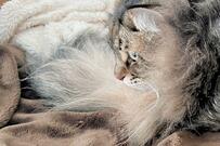 「手足はどこへ？」振り返った飼い主が目撃した猫の姿　SNS民も爆笑！