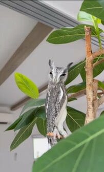 【木に擬態するフクロウ】次は自分の番？「見えていないフリをしてあげて欲しい」