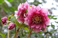 【秋冬ガーデニング】小さな庭の主役候補に。花色がとびきりキレイな多年草・5選