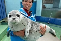ふわふわで軽そうに見える「アザラシの赤ちゃん」　意外な体重に「そんな見た目なのに」