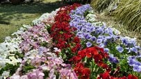 種まきで10月後半から【ビオラ】の花を長く楽しむ！園芸歴25年のガーデナーが実践＆成功した〈早く発芽させる〉方法を徹底解説