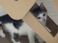 シェルターで出会った子猫さん　あまりにも可愛い「自宅トレーニング」姿にホッコリ