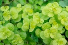 日陰の庭が一年中おしゃれ！植えっぱなしで雑草も防げる《秋植え常緑グランドカバー》多年草5選 