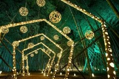 新潟県の竹林が夜のアート空間に「色鮮やかな光」で彩る 幻想的なイベントがたまらない…
