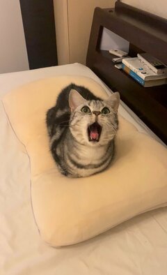 このフカフカは僕のもの！『おててないない』で主張する猫さんに反響