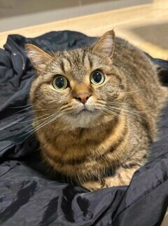 「離れられないね」“飼い主を止める猫”に思わずときめく！必死な姿に見入ってしまう