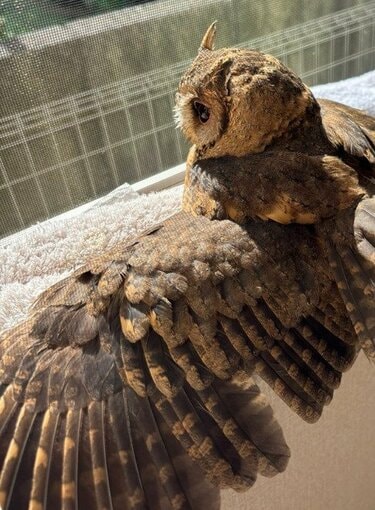 日を浴びるフクロウ】きれいな翼を大きく広げるフクロウさん、ぽかぽか