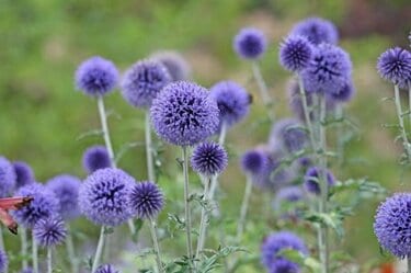 プラナム種花の種ルリタマアザミ宿根草ニゲラプラナムニゲラ種