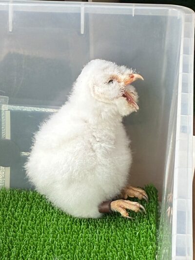 フクロウの赤ちゃん