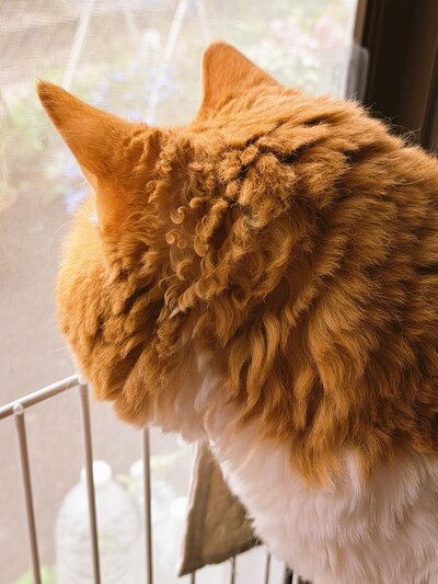くるくるの被毛は天然パーマのよう！