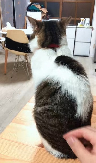 そっぽを向いて座っている猫ちゃん