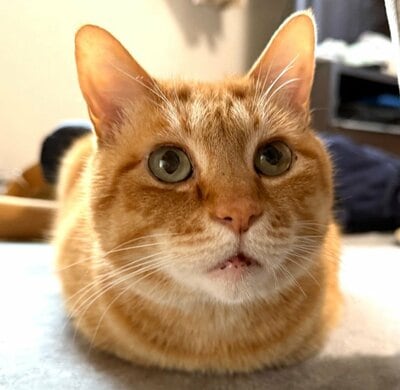 まるで芋虫のポーズ？