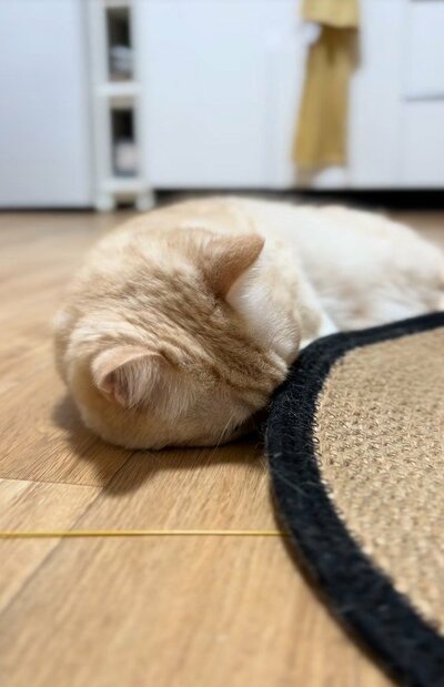 投稿画動画のワンシーン