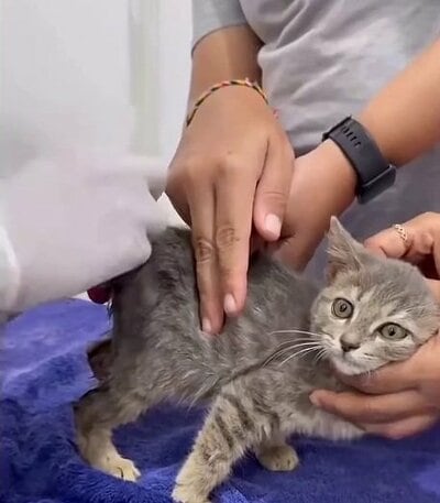 保護され、動物病院で治療を受けるAbu