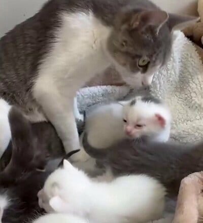 保護後、子猫たちのそばで世話をする母猫