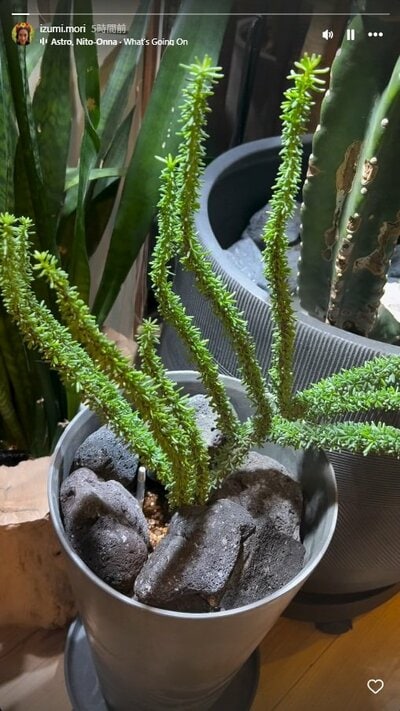 森泉のInstagramストーリーズ投稿