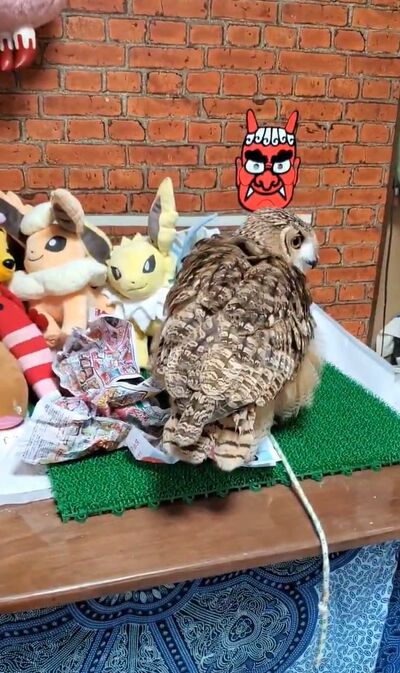 投稿動画のワンシーン