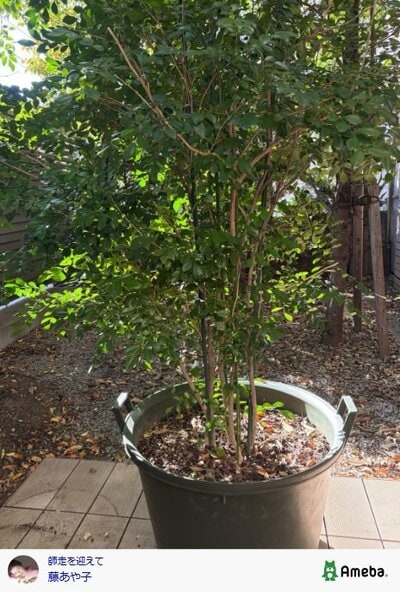 藤あや子のAmeba公式ブログ投稿