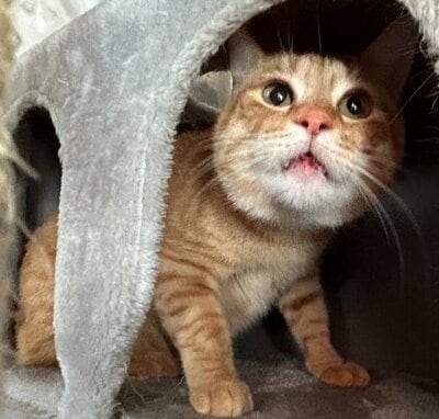 茶トラ柄がかわいいリチャードくん