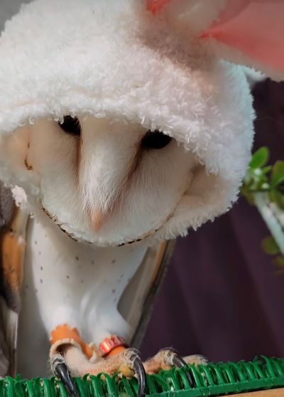 投稿動画のワンシーン