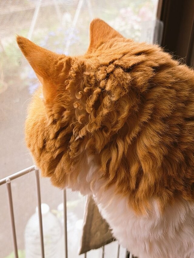 雨の日に撮影された「愛猫の被毛」に注目集まる　意外な状態に「え、何これ可愛い」